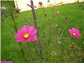 cosmos